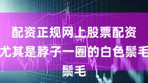 配资正规网上股票配资尤其是脖子一圈的白色鬃毛