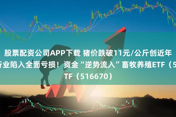 股票配资公司APP下载 猪价跌破11元/公斤创近年新低，行业陷入全面亏损！资金“逆势流入”畜牧养殖ETF（516670）